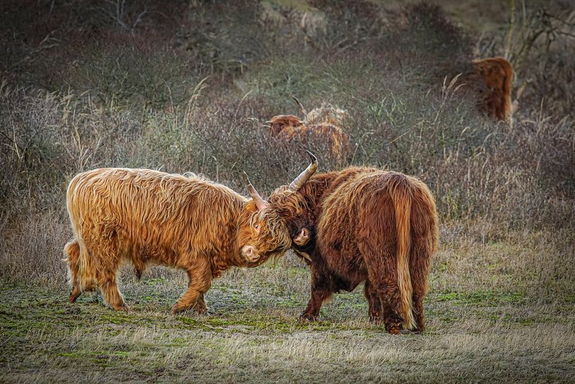 Frolicking young Scottish Highlanders by Dirk van Egmond