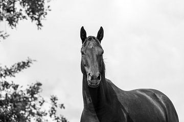 Nobele Stilte - Zwart-wit Equine Portret van Femke Ketelaar
