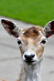 herten portret 5 by Mariska van Vondelen