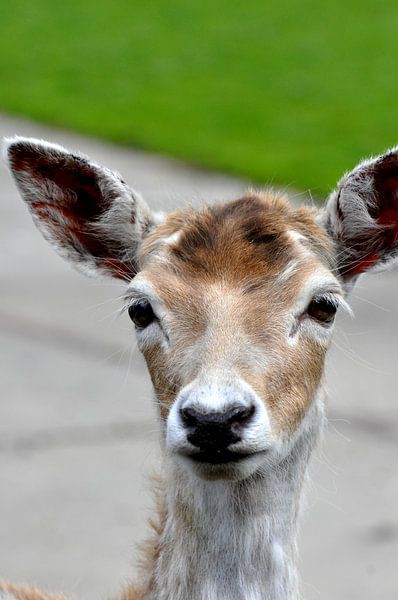 herten portret 5 by Mariska van Vondelen