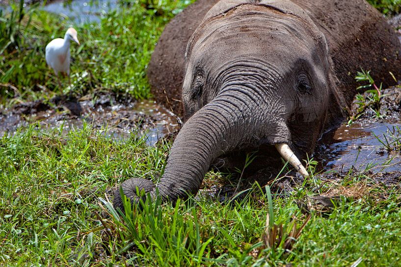 Olifant in het moeras van Peter Michel