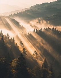 Autumn forest at sunrise