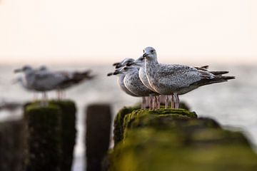 Chilling Seagulls by Linda Raaphorst