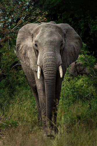 Olifant, Afrika
