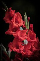 Un gladiolus hortulanus / glaïeul de jardin traité de manière créative