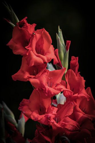 Een gladiool hortulanus / tuin gladiool creatief bewerkt