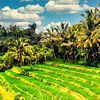 Montagnes Terrasse de riz Rizière avec nuages et palmiers à Bali Indonésie sur Dieter Walther
