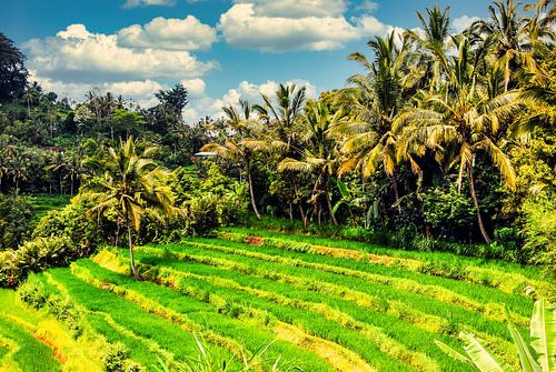 Bergen Rijstterras Rijstveld met Wolken en Palmbomen op Bali Indonesië