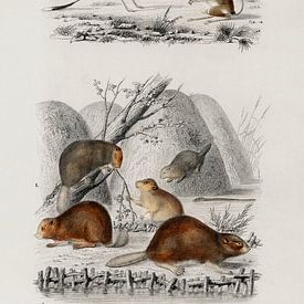 Bever (Castor) en Jerboa (Dipus) van Heinz Bucher