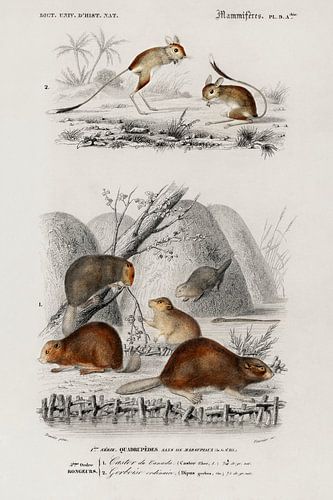 Beaver (Castor) and Jerboa (Dipus)