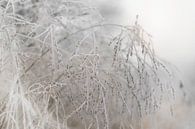 Ornamental grasses splendor frozen by Sandra Koppenhöfer thumbnail