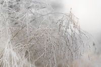 Ornamental grasses splendor frozen