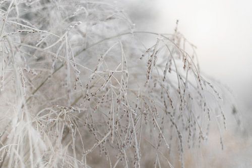 La splendeur des herbes ornementales gelées sur Sandra Koppenhöfer