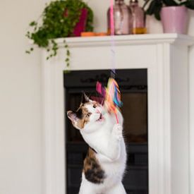 jumping cat van Elma van Putten