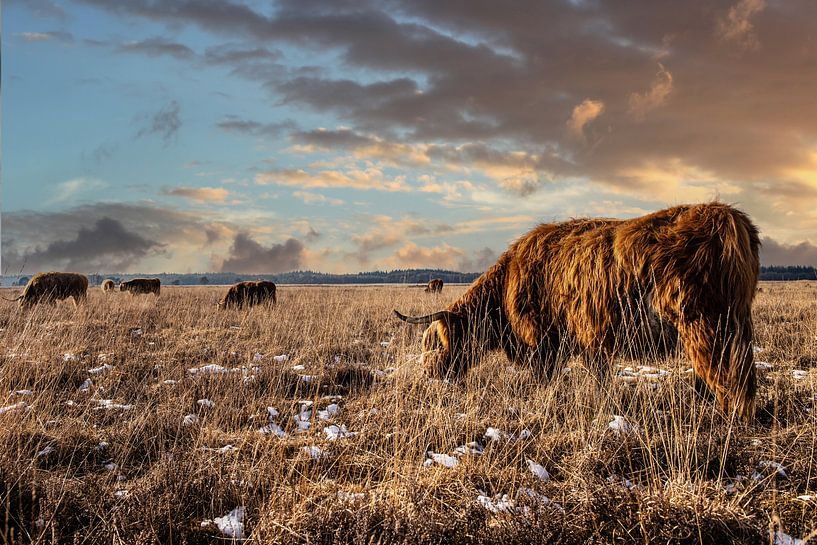 Highlander Bull on the moors in Friesland by Brian Morgan