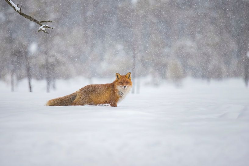 Fox in the snow by Gert Hilbink