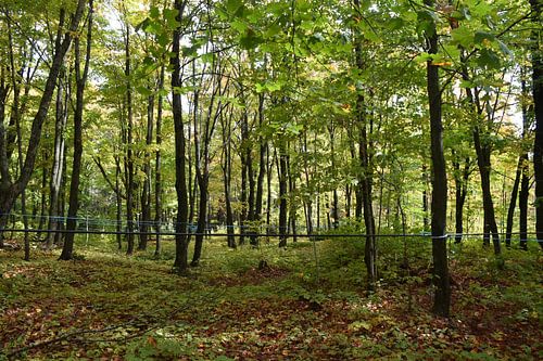 Een esdoornplantage in de zomer