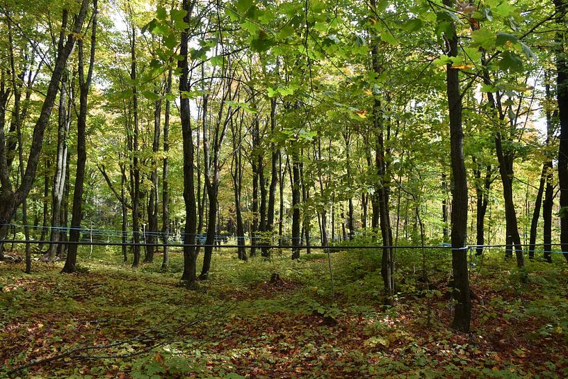Eine Ahornplantage im Sommer von Claude Laprise