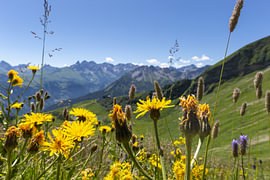 Bergbloemen in de wind van de Allgäuer hoogvlakten