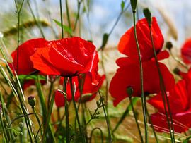 Poppies in the summer 2 von brava64 - Gabi Hampe