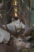 cerf rouge