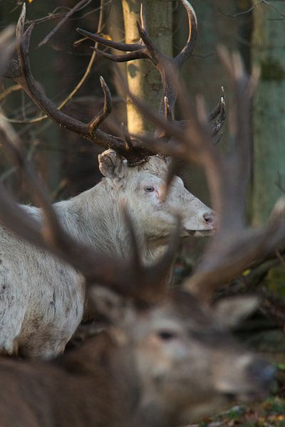 cerf rouge par joas wilzing