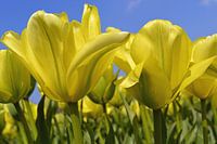 Tulipes jaunes dans la zone de culture des bulbes/les Pays-Bas
