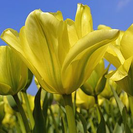 Tulipes jaunes dans la zone de culture des bulbes/les Pays-Bas sur JTravel