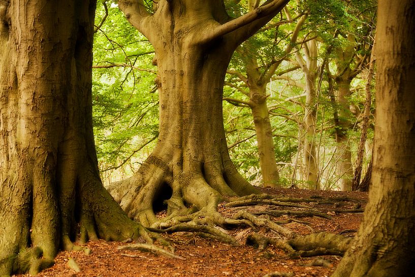 Alte Bäume von Halma Fotografie