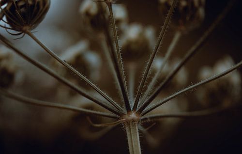 Finished plant in brown grey sepia shades