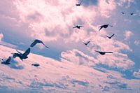 Vol des pigeons