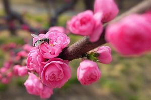 Kleine rosa Blumen mit einer Biene auf einer von ihnen