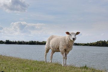 Sheep on dike by Kim de Been