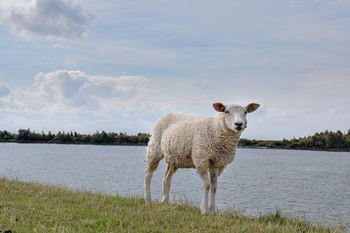 Schapen op de dijk
