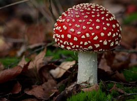 Hey red hat! by Thom de Steenhuijsen Piters