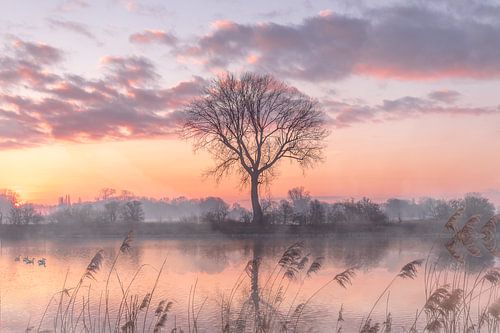 Sunrise at the Maas