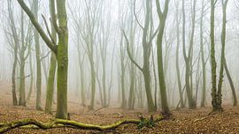 misty by Margriet Louwen