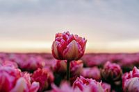 Strahlende Tulpe im Sonnenaufgang – Beruhigendes Blumenfeld