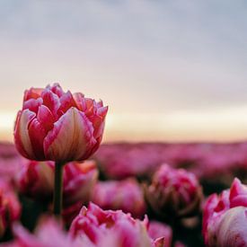 Stralende Tulp bij Zonsopgang – Rustgevend Bloemenveld van Dave Adriaanse