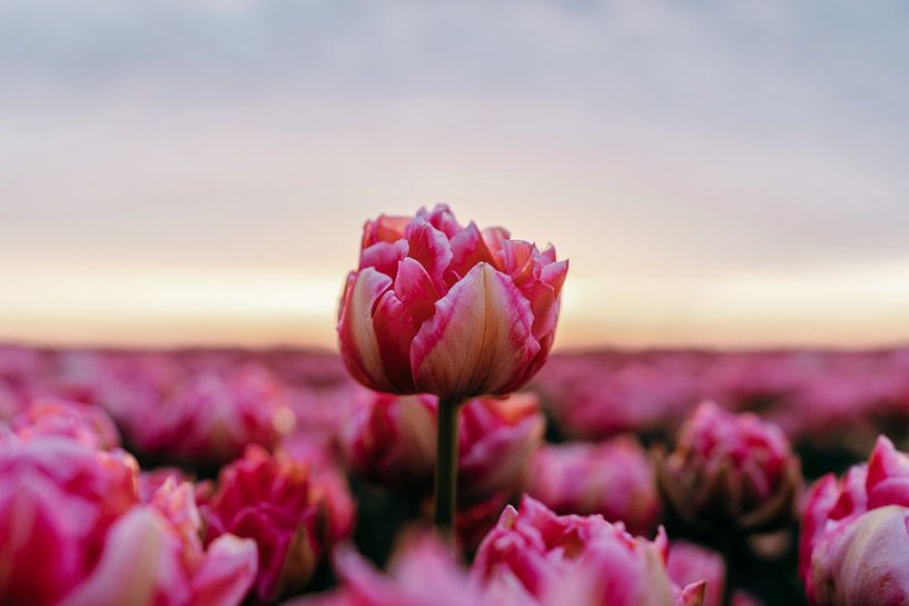 Stralende Tulp bij Zonsopgang – Rustgevend Bloemenveld van Dave Adriaanse - Photography