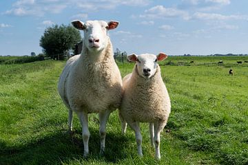 Schattig lam en ooi op een dijk in grasland van Leoniek van der Vliet