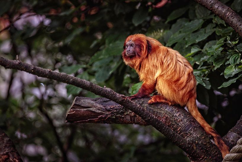 Golden Lion Monkey by Rob Boon