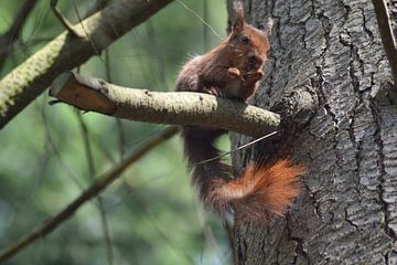 Eichhörnchen im Wald. von Barry Randsdorp