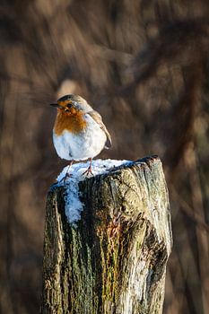 Robin