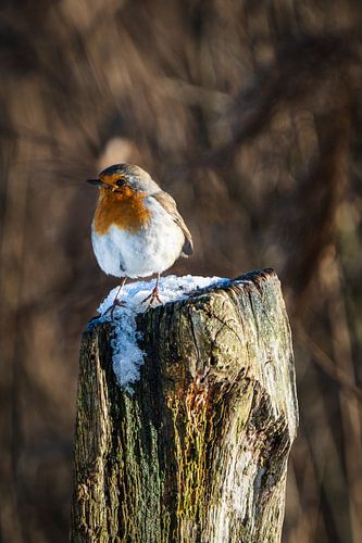 Robin