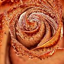 Die Rose von Andreas Wemmje Miniaturansicht
