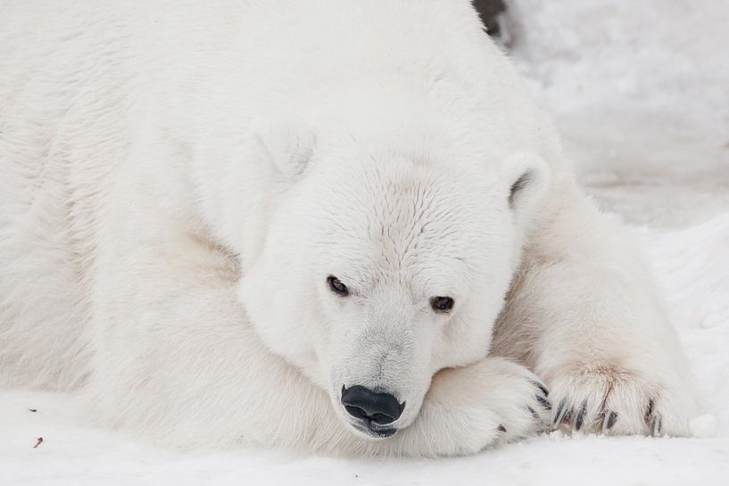 A white polar bear von Michael Semenov