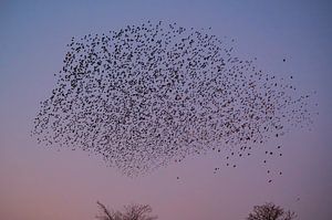 Murmure d'étourneaux et oiseaux volants dans le ciel au coucher du soleil sur Sjoerd van der Wal Photographie