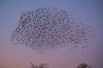 Spreeuwen wolk met vliegende vogels in de lucht tijdens zonsondergang van Sjoerd van der Wal Fotografie