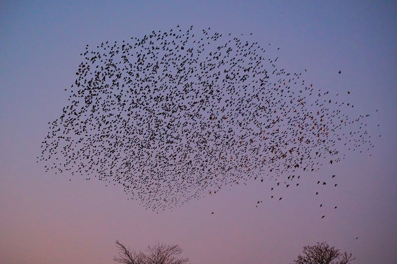 Starling murmuration with flying birds in the sky during sunset by Sjoerd van der Wal Photography